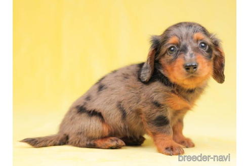 成約済の東京都のカニンヘンダックスフンド(ロングヘアード)-203758の5枚目